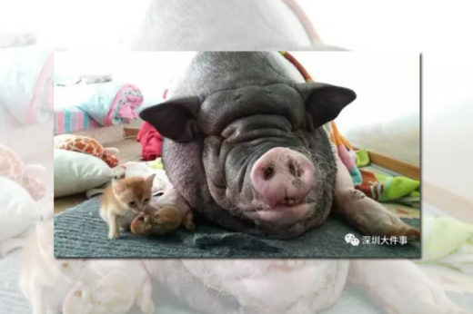 เจ้าของทั้งรักทั้งช้ำ หมูยักษ์ที่ถูกหลอกซื้อมากรนลั่น จนต้องย้ายบ้าน 5 ครั้งก็ยอม