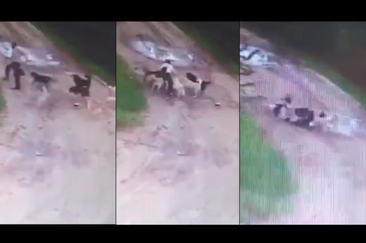 สยอง! หมาจรจัดรุมขย้ำชายขี้เมาดับคาฝูง ทั้งที่เคยให้ข้าวให้น้ำ