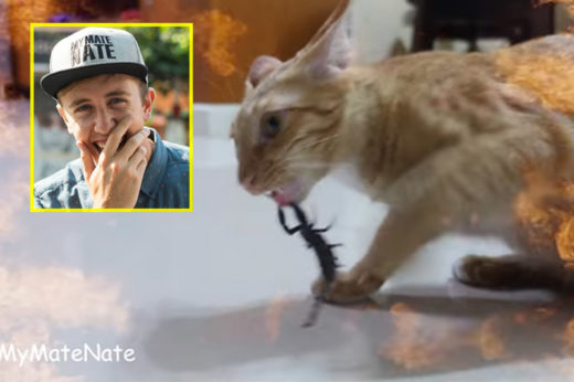 โซเชียลเดือด เพจแมวดังรวมพลังคนรักสัตว์แจ้งความฝรั่งเนทจับแมวสู้แมงป่อง