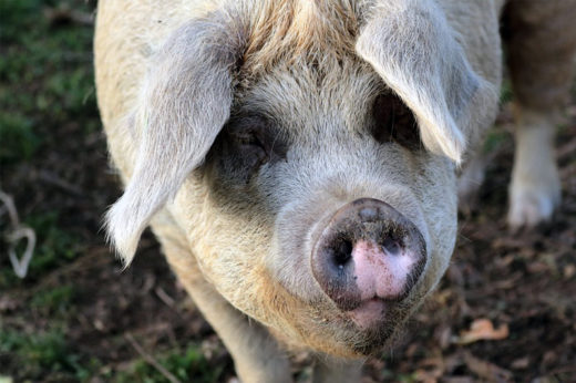 ชาวไร่ดวงถึงฆาตเพราะวิวาทกับหมู ถูกกัดพวงสวรรค์ขาด!