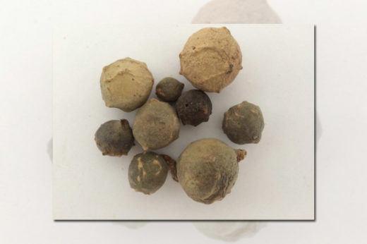 ผงะอย่างแรง ร้านออนไลน์เมืองนอกขายรังแมลงอ้างใช้ยัดช่องคลอดกระชับจิ๊มิ!