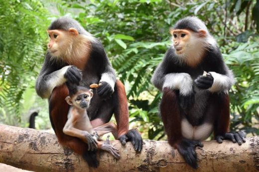 สวนสัตว์เปิดเขาเขียว เปิดตัวสมาชิกใหม่ ‘ลูกค่างห้าสี’ สุดน่ารัก วัย 2 สัปดาห์