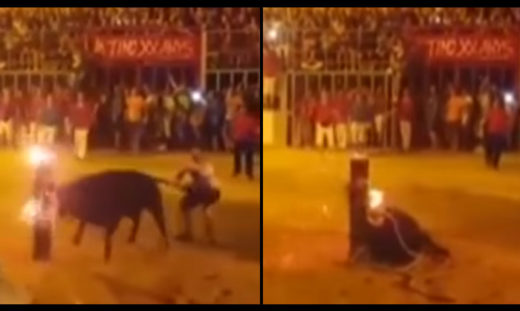 วัฒนธรรมหรือความป่าเถื่อน? เทศกาล Bull Burning จุดไฟที่เขากระทิง ปล่อยวิ่งเตลิดพุ่งชนเสาดับอนาถ