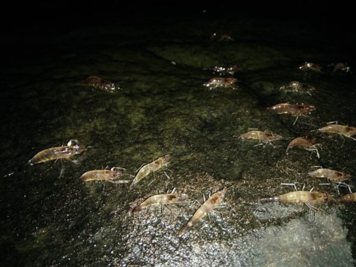 หนึ่งปีมีครั้งเดียว! ชวนชมความอัศจรรย์ ‘กุ้งเดินขบวน’ แก่งลำดวน จ.อุบลฯ ได้แล้ววันนี้