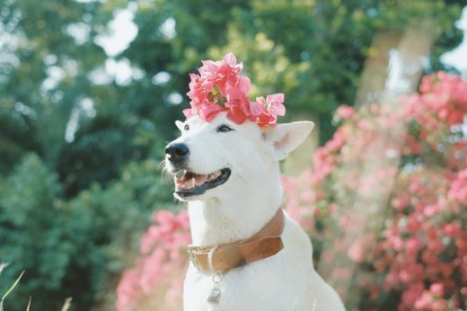 ต้อนรับวัน National Dog Day! ส่อง 10 เพจหมาเซเลบฯ สุดน่ารัก จนต้องกดไลค์