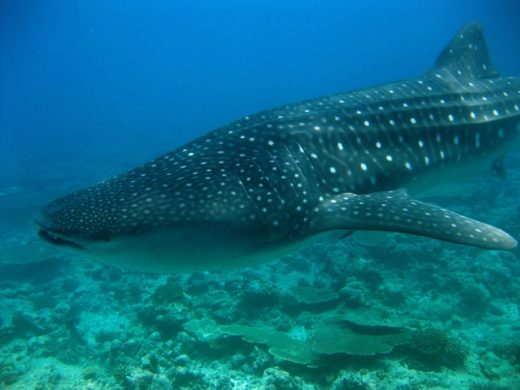 10 เรื่องน่ารู้เกี่ยวกับ ‘ฉลามวาฬ’ (Whale Shark) พี่ใหญ่ใจดีแห่งท้องทะเลสีคราม