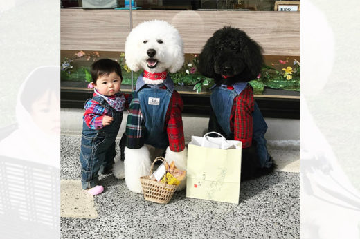 ชมภาพความประทับใจของ ‘Riku’ และ ‘Qoo’ พี่เลี้ยงเด็กสี่ขาที่น่ารักที่สุดในโลก!