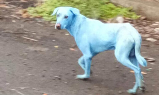 ไม่ใช่สเมิร์ฟแน่! หมาจรจัดอินเดียกลายเป็นสีฟ้าหลังลุยแหล่งน้ำปนเปื้อนเคมี