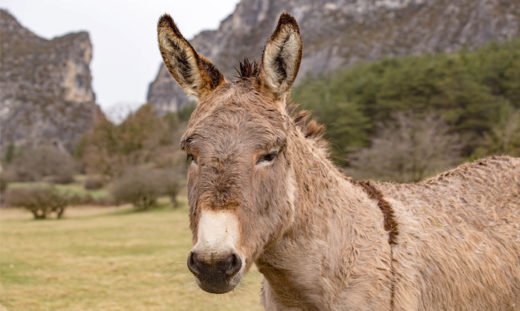 เด็กวัยรุ่นโมร็อกโก 15 รายถูกพาส่งโรงพยาบาลจ้าละหวั่น หลังรุมข่มขืนลาที่มีเชื้อพิษสุนัขบ้า