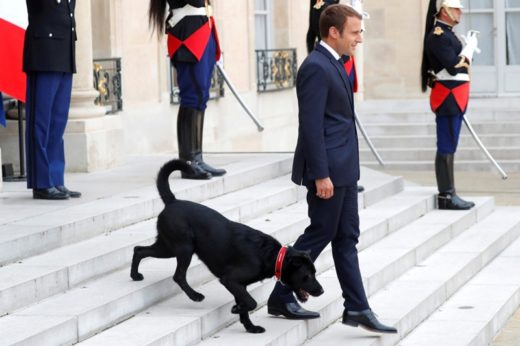 รู้จัก ‘NEMO’ สุนัขหมายเลข 1 ประจำทำเนียบฝรั่งเศส หลังเพิ่งทำหน้าที่ต้อนรับแขกบ้านแขกเมือง