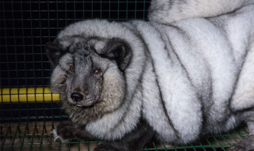 แฉฟาร์มจิ้งจอกฟินแลนด์ขุนอ้วนเกินพิกัดเพื่อขนผืนใหญ่ ทำกำไรงามบนความทรมานของสัตว์