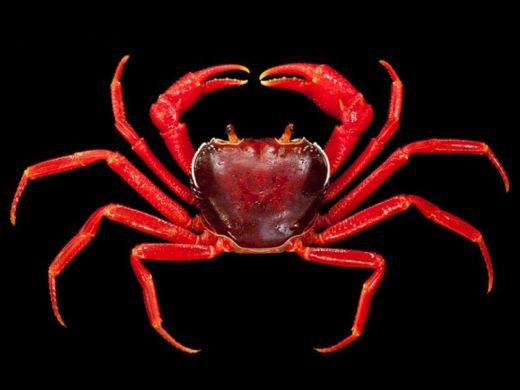 นักวิทยาศาสตร์ค้นพบ ‘ปูเขาหินปูนทุ่งหว้า’ สีแดงสดสวย พบเฉพาะถิ่นจังหวัดสตูล