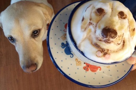 ‘My cofi’ คาเฟ่ไต้หวันไอเดียมุ้งมิ้ง เสกสัตว์เลี้ยงตัวโปรดของคุณให้เป็นกาแฟฟองนม 3 มิติ