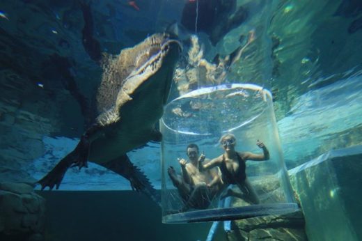 สัมผัสประสบการณ์เสียว ‘Cage of Death’ ชมจระเข้ยักษ์อย่างใกล้ชิดในสวนสัตว์ Crocosaurus Cove