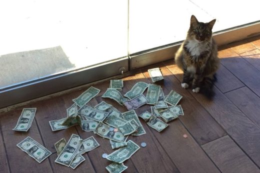 ยิ่งกว่าแมวกวัก! เจ้า CASHnip เหมียวสุดฉลาด ตะปบทรัพย์มนุษย์เรียกค่าผ่านประตู