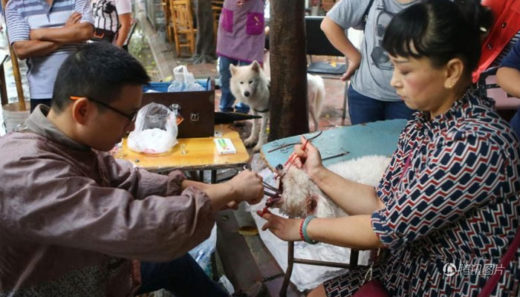 จีนจับคลินิกข้างถนนรับตัดเส้นเสียงสุนัข ขจัดปัญหาหมาเห่า เจ้าของพาหมามาทำเพียบ!