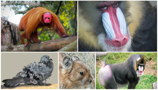 รวม 5 สัตว์โลกน่ารักหน้าตาประหลาด แปลกๆ แบบนี้ก็มีนะ