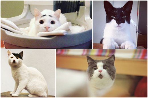 สุดขำขัน ชม 10 ภาพเจ้าแมวเหมียวที่มีลายขนสุดแปลกไม่ซ้ำใคร