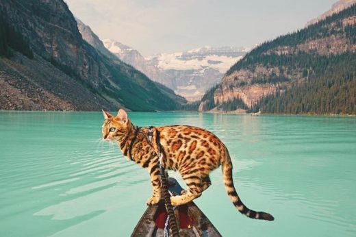 รู้จักเจ้าแมว ‘Suki’ แล้วจะอิจฉา! เหมียวสี่ขาพันธุ์เบงกอลที่ร่วมท่องเที่ยวผจญภัยไปกับเจ้าของ