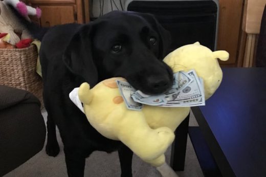 ‘ฮอลลี่’ เจ้าหมาแสนรู้วัย 5 ขวบ แอบคาบเงินในกระเป๋าเจ้านายมาแลกขนมจนมีเงินสะสมเพียบ!