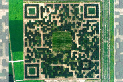 หมู่บ้านในจีนปลูกแนวต้นสนเก๋ๆ ลาย QR code สามารถสแกนเพื่อรับข้อมูลการท่องเที่ยวในพื้นที่ได้