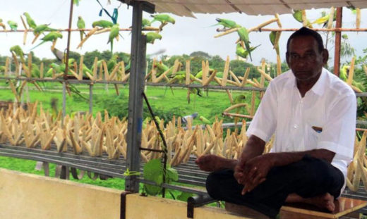 เขานี่ล่ะ Birdman แห่งแดนภารตะ ชายผู้ให้อาหารนกมาตลอด 17 ปี เลี้ยงจนฝูงใหญ่กว่า 3,000 ตัว!