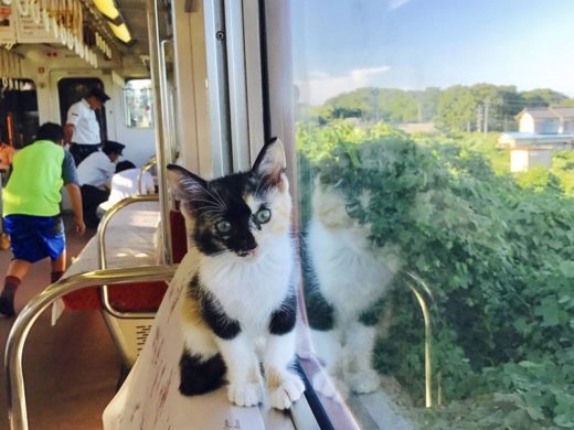 ญี่ปุ่นจัดแคมเปญช่วยเหลือแมวจรจัด เปิดบริการพิเศษ ‘รถไฟคาเฟ่แมว’ ตะมุตะมิกันทั้งขบวน