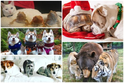 มิตรภาพงดงามเสมอ! ชมภาพ 5 คู่ซี้เพื่อนรักต่างสายพันธุ์ เอ๊ะมารักกันได้ยังไง