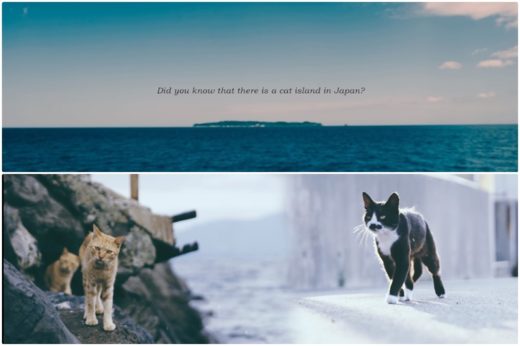 เกาะ Ainoshima จับเจ้าเหมียวเล่น MV เชิญชวน Ed Sheeran แวะเที่ยวระหว่างทัวร์คอนเสิร์ตในญี่ปุ่น