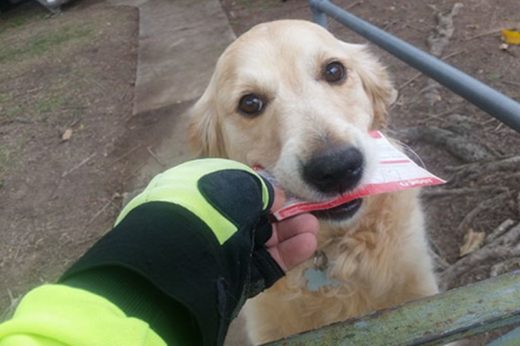 น่ารักจริง! เจ้าหมาผู้หลงใหลการรับจดหมาย จนบุรุษไปรษณีย์ต้องเขียนให้ในวันไม่มีใครส่งมา