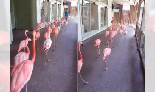 ลำบากทั้งคน-สัตว์ ฝูงฟลามิงโก้เดินเรียงแถวเข้าห้องหลบภัย หนีเฮอร์ริเคนเออร์มา