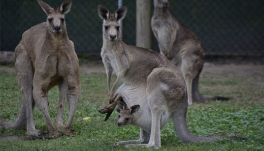 ออสซี่เชิญชวนคนในประเทศล่า-กินเนื้อจิงโจ้ หลังประชากรจิงโจ้เพิ่มมากเกิน