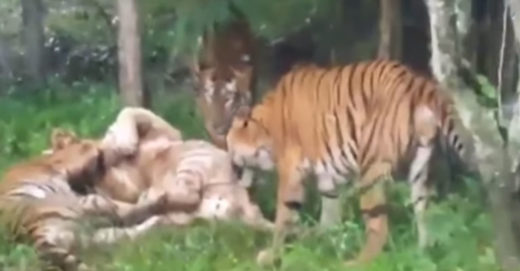อยู่ด้วยกันไม่ได้! เสือโคร่งขาวหลุดเข้ากรงเบงกอล โดนรุมขย้ำไร้ทางสู้