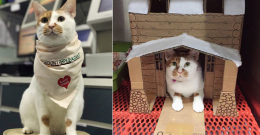 คุณหมอใจดีไอเดียเป็นเลิศสร้างบ้านกล่องลังสารพัดแบบให้เหมียวจอมป่วน เพราะมันไม่ชอบที่นอนนุ่ม