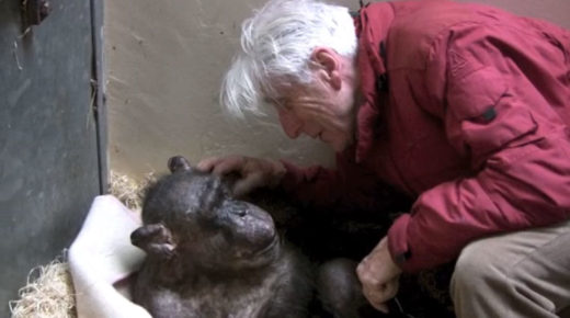 ชิมแพนซีชรานอนซมรอลมหายใจสุดท้าย กระทั่งได้พบชายที่เคยดูแลมันมา ภาพชวนน้ำตารื้นก็เกิดขึ้น