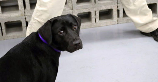 โถลูก… CIA ให้น้องหมาว่าที่ K9 ตกงาน เหตุไม่ตั้งใจเรียนดมหาวัตถุระเบิด