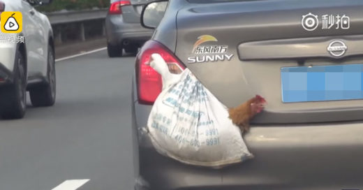 คิดได้ไงพี่! รถขนส่งสัตว์ไม่จำเป็น จับเป็ด-ไก่ใส่ถุง ห้อยไว้ท้ายเก๋งก็ได้