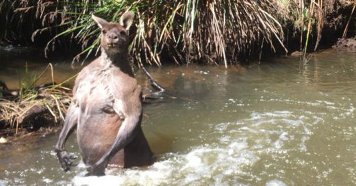 หนุ่มออสซี่พบจิงโจ้กล้ามแน่นลงเล่นน้ำในลำธาร เจอแบบนี้มนุษย์เองยังต้องถอย!