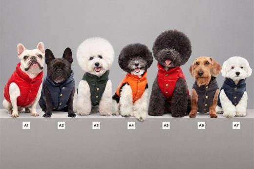 แบรนด์ดังฝรั่งเศส Moncler จับมือ Poldo Dog Couture ออกคอคเล็กชั่นเสื้อกันหนาวสำหรับเจ้าตูบแสนรัก