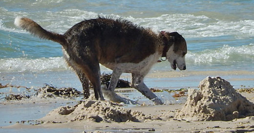 ไขข้อข้องใจ ทำไมน้องหมาชอบ “ขุด”!?