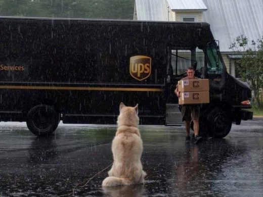 พนักงานบริษัทขนส่ง UPS สร้างแฟนเพจแชร์โมเมนต์สุดน่ารัก การพบกันระหว่างพวกเขาแและเจ้าตูบ