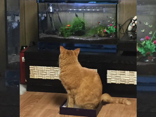 มันมีอะไรอยู่ในนั้นนะ? เหมียวสุดตลกนั่งเฝ้าตู้ปลาอย่างจดจ่อ จนเจ้านายต้องหากล่องให้นั่ง