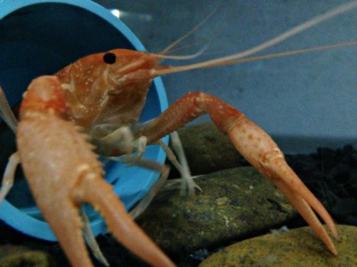 คนรักกุ้งเครย์ฟิชต้องรู้ เลี้ยงแล้วห้ามทิ้ง! หลังพบตามแหล่งน้ำธรรมชาติกระทบระบบนิเวศ