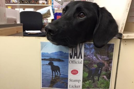 เรื่องราวน่ารักของเจ้า Jax พนักงานไปรษณีย์สี่ขาในสกอตแลนด์ ผู้ปฏิบัติหน้าที่เลียแตสมป์อย่างแข็งขััน