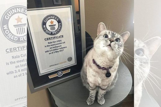ส่องภาพเหมียว NALA เจ้าของ Guinness World Record ตำแหน่งแมวสุดป็อปบน IG ด้วยยอดผู้ติดตาม 3.4 ล้านคน