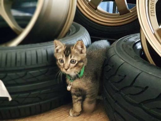 ชีวิตสุดโชคดีของเจ้าเหมียวน้อยทองก้อน หลังติดอยู่ใต้ท้องรถที่วิ่งมากว่า 10 กิโลเมตร