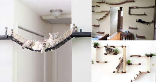 ถูกใจเหมียวชอบไต่ที่สูง ทาสแมวจัดให้ สะพานแขวนแมวข้ามสไตล์อินเดียนาโจนส์