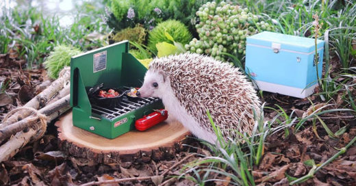 ความมุ้งมิ้งบังเกิดทันทีเมื่อจับเม่นแคระมาถ่ายแบบชุด “เม่นน้อยตะลอนไพร”