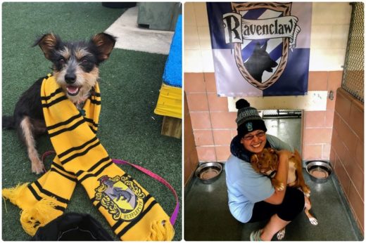 สถานดูแลสัตว์ไร้บ้านในรัฐ Orlando ปิ๊งไอเดียจากโรงเรียนฮอกวอตส์ใช้หมวกคัดสรรแยกบ้านให้สัตว์รออุปการะ