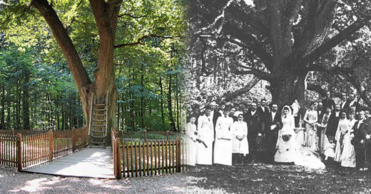 คนโสดต้องรู้! “Bräutigamseiche” ต้นโอ๊กสื่อรักที่เยอรมนี ช่วยให้หนุ่มสาวสมหวังได้แต่งงานกันนับร้อยคู่แล้ว